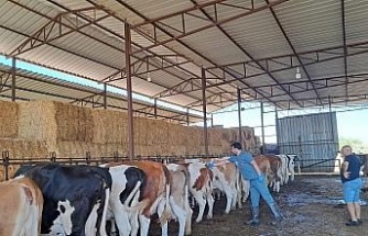 Söke’de 8 mahallede şap karantinası kaldırıldı