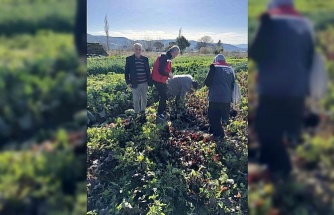 Tarımda kimyasalsız üretime yerinde inceleme