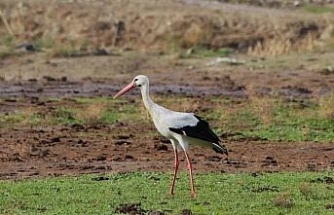 Aydın’da ilk leyleği gördü, bir çuval unu kaptı