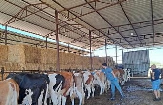 Bozdoğan’da Şap Hastalığı sona erdi