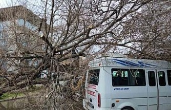 Çine’de dut ağacı minibüsün üstüne devrildi