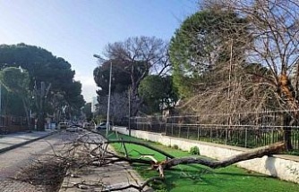 Çürüyen ağaç yola devrildi, facia ucuz atlatıldı