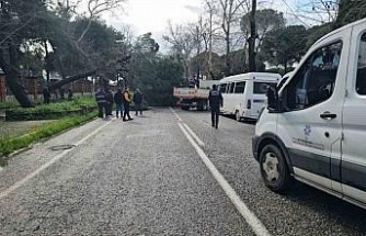 Nazilli’de fırtınayla devrilen dev çam ağacı karayolunu trafiğe kapadı