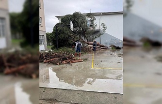 Okul bahçesindeki çam ağaçları kuvvetli rüzgara dayanamadı