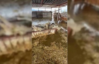 Sular altında kalan hayvan damındaki koyunlar telef oldu
