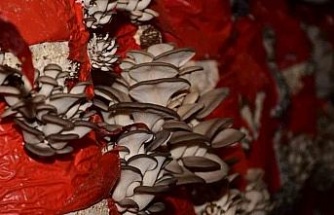 Sultanhisar’da mantar yetiştiriciliği kursu açılıyor