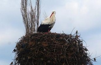 Yılın ilk leylekleri gelmeye başladı, ilk gören 1 çuval unu kaptı