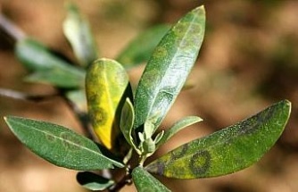 Zeytinde halkalı leke hastalığı ile mücadele çağrısı