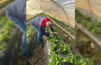 Aydın’da hasat öncesi çilek bahçeleri kontrol edildi