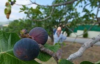Bozdoğan’da bir yılda 2 bin incir fidanı toprakla buluştu