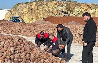 Koçarlı’da Çam Fıstığı işleme tesisindeki çalışmalar yerinde incelendi
