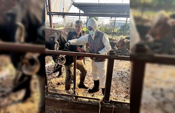 Efeler’de 15 bin hayvan aşılandı