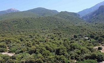 Valilik önlem aldı, ormanlık alanlara girişler yasaklandı