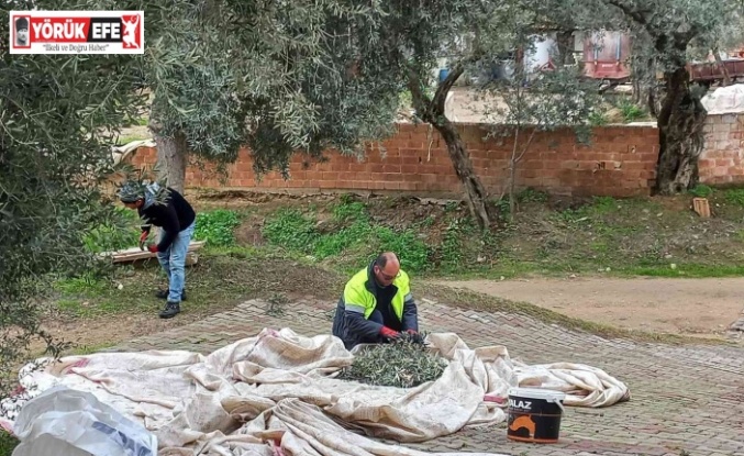 Nazilli Belediyesi zeytin hasadına başladı