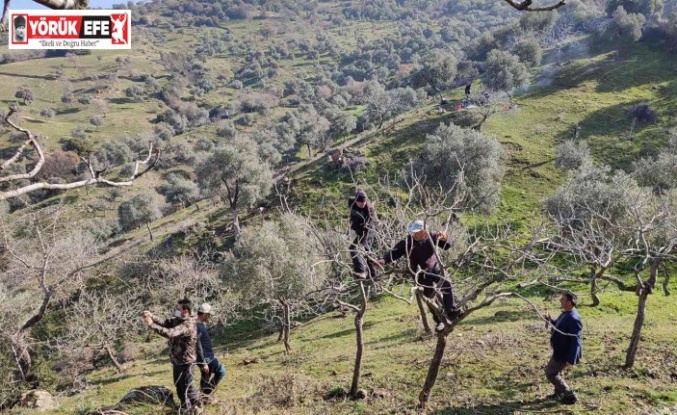 Yenipazar’da proje kapsamında antep fıstığı ağaçlarının budaması yapıldı