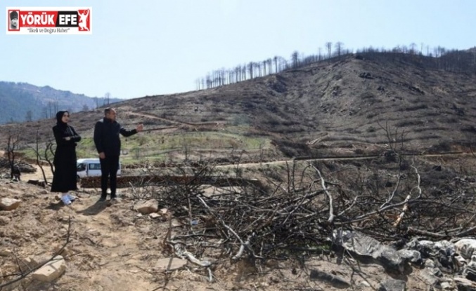 Karacasu’da yanan ormanlık alanları yeşillendirme çalışmaları devam ediyor