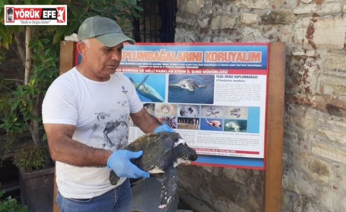 Aydın’da yeşil deniz kaplumbağası yaralı halde bulundu