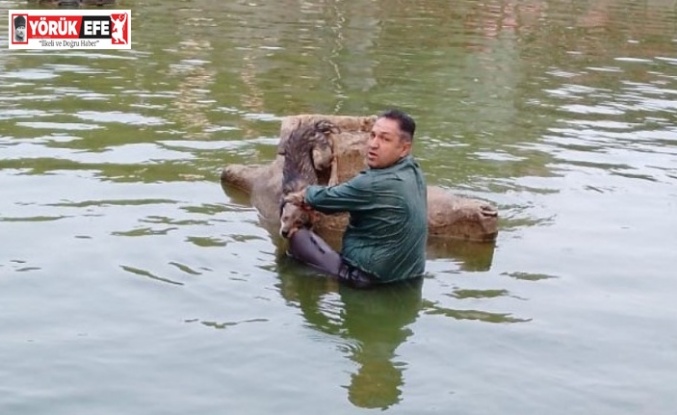 Nazilli’de havuza düşen köpeği belediye ekipleri kurtardı