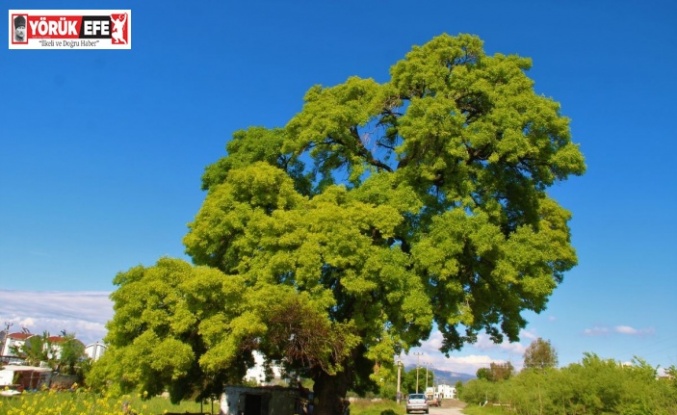 Doğaseverler, 210 yaşındaki ağacın korunması için harekete geçti