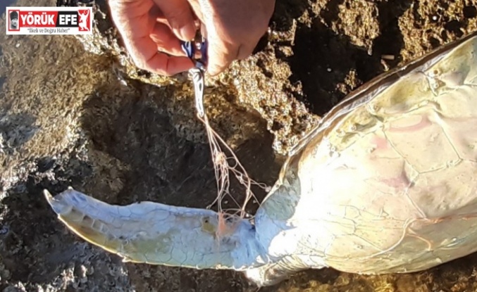 Didim’de caretta caretta cinsi deniz kaplumbağası ölü bulundu