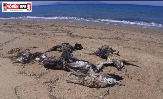 Kuşadası’nda yelkovan kuşları ölü bulundu
