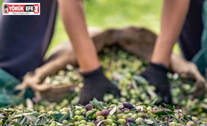 Zeytin sektörü ihracatta 1 milyar dolara koşuyor