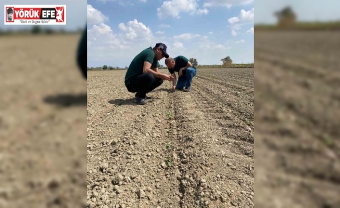 Aydın’da ‘beyaz altın’ için sahaya indiler