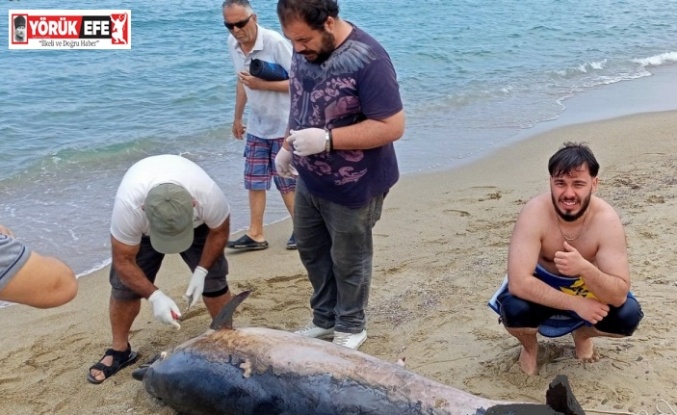 Kuşadası’nda iki yunus karaya vurdu