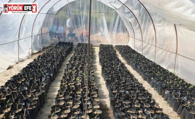 Nazilli Belediyesi fidan üretim tesisi ile milli tarım hamlesini güçlendiriyor