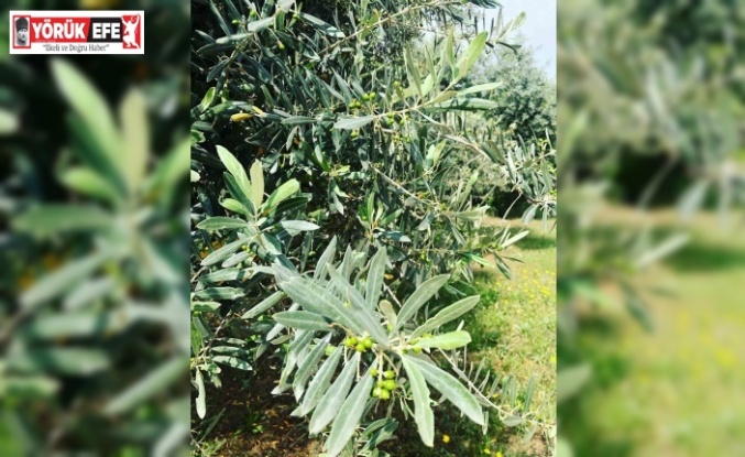 Zeytin güvesine karşı mücadele uyarısı