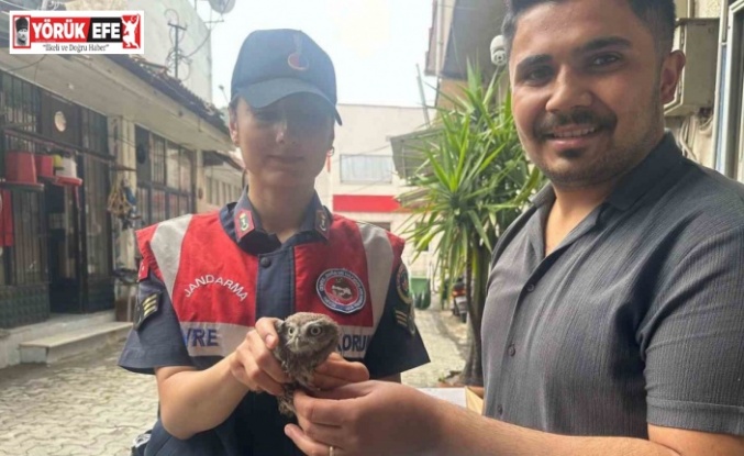 Yavru baykuşa jandarma koruması