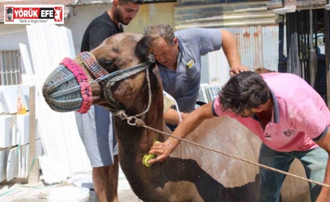 Aydın’da develer hem sağlık hem serinlemek için yıkanmaya başladı