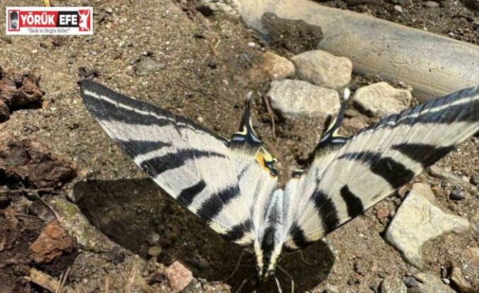 Türkiye’de nadir görülen zebra kırlangıç kuyruklu kelebek Aydın’da görüntülendi