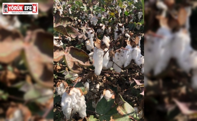 Son yağışlar Söke Ovası’ndaki pamuğa kısmen zarar verdi