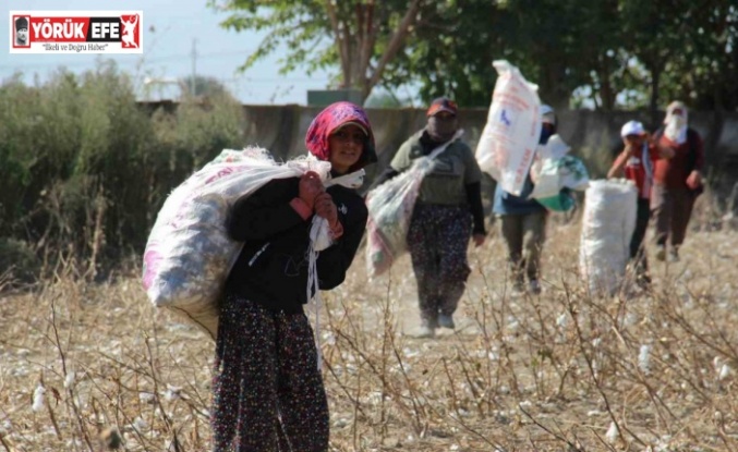Aydın Ovası’nda ‘kalıntı pamuk’ mesaisi