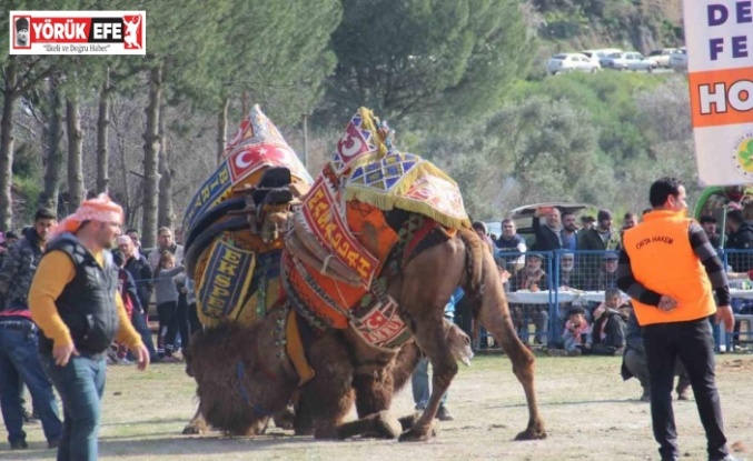 Başkan Güler’den deve güreşine davet