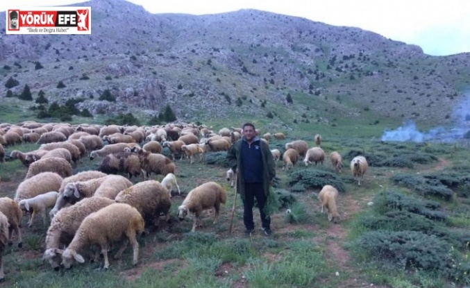 Mesaide müdür, tatilde çoban