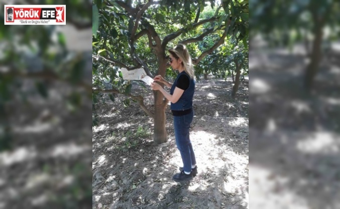Söke’de sinek sayımları yapıldı