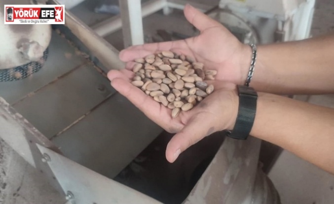 Aydın Çam Fıstığı dünya çapında güçleniyor