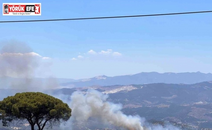 Çine’de zeytinlik alanda yangın çıktı
