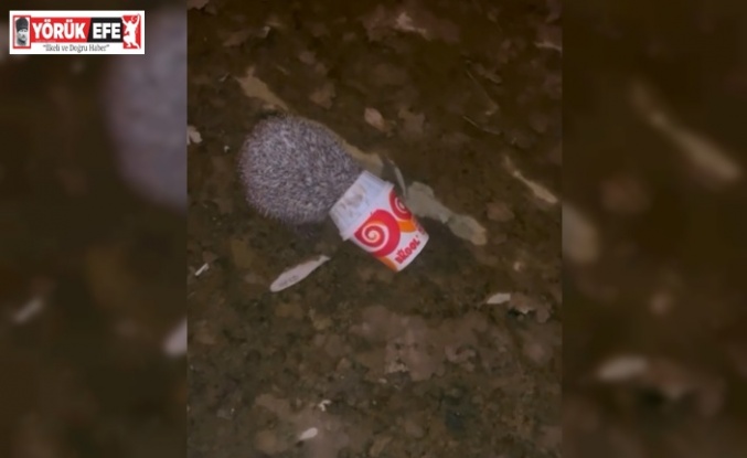 Dondurma kutusuna kafası sıkışan kirpiyi itfaiye kurtardı