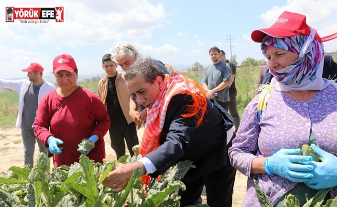 Efelerli Kadınların Emeğiyle”Çanak Enginarlar Tüketiciyle Buluşuyor”