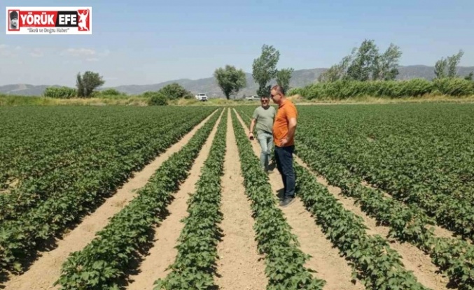 Söke’de ayçiçeği ve pamuk tarlaları incelendi