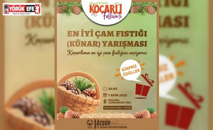 Koçarlı’da çam fıstığının en iyisi seçilecek