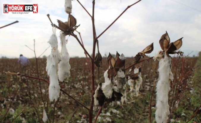Aydın’da pamuk tarlalarını dolu vurdu