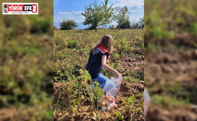 Buharkent’te hasat öncesi pestisit denetimleri sürüyor