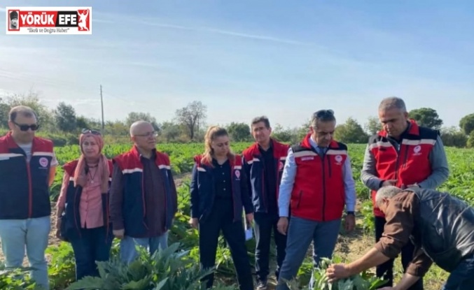 Aydın’da enginar üretimi yükselişte