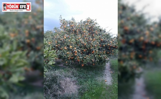 Söke’de zararlı popülasyonunda artış görüldü