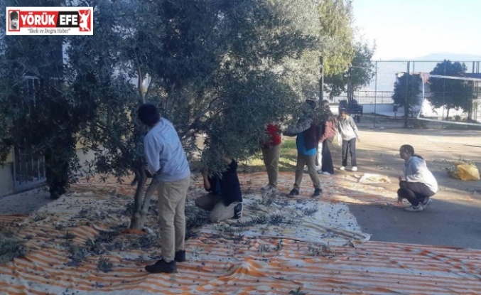 Bozdoğan’da öğrenciler zeytin hasadı yaptı