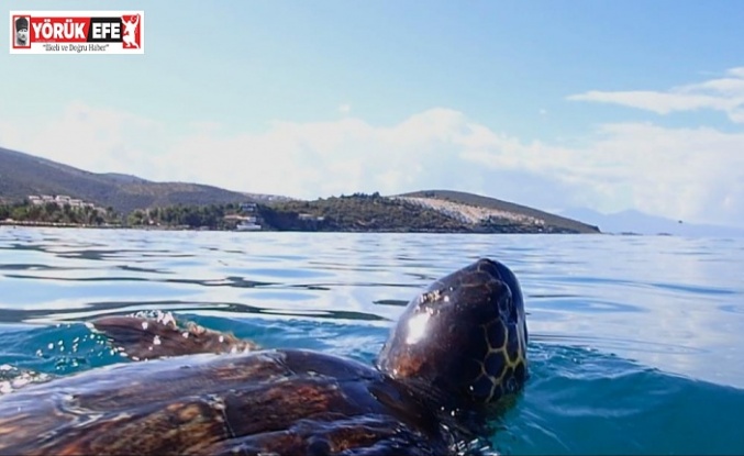 Kuşadası’nda son bir haftada 3 deniz kaplumbağası ölü bulundu